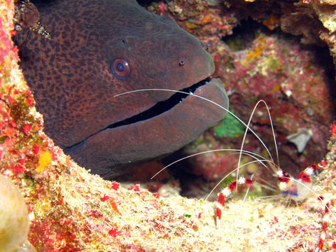 дайв-сайт плавник акулы (shark fin reef)