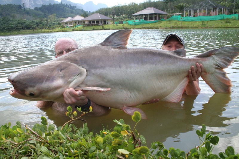 Рыба свинья мужчина. Рыбы Меконга. Рыбы реки Меконг. Речные монстры Меконг. Catfish Тайланд.